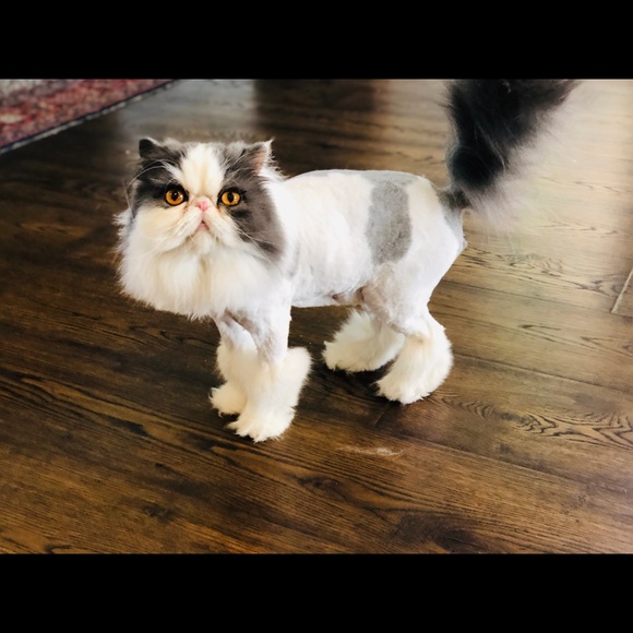 Meet your Posher, Sam - Picture 1 of 2